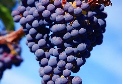 Мельницкий сбор винограда