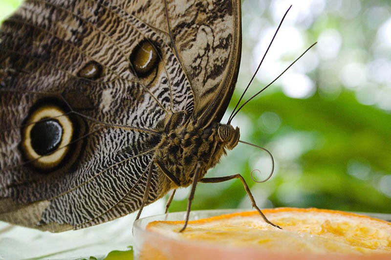 Тропические бабочки в Фата Моргана