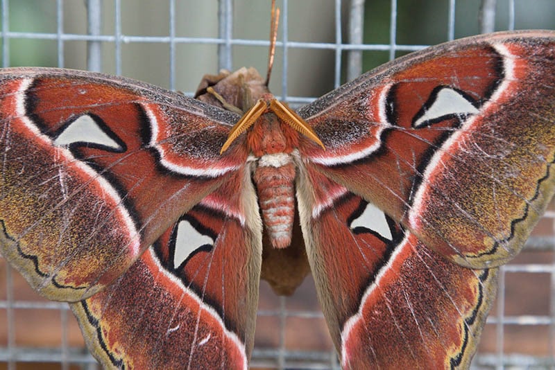 11Тропические бабочки в Фата Моргана