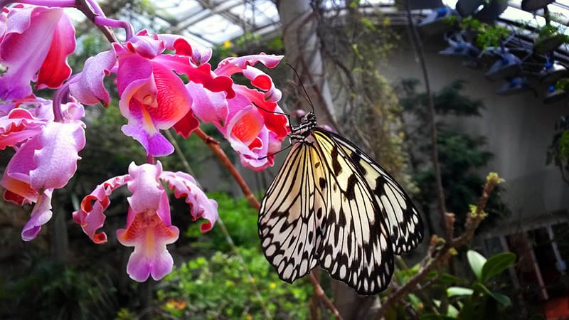11Тропические бабочки в Фата Моргана
