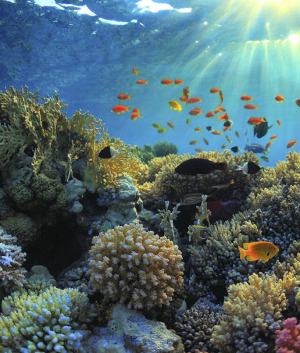 Кораллы в Египте