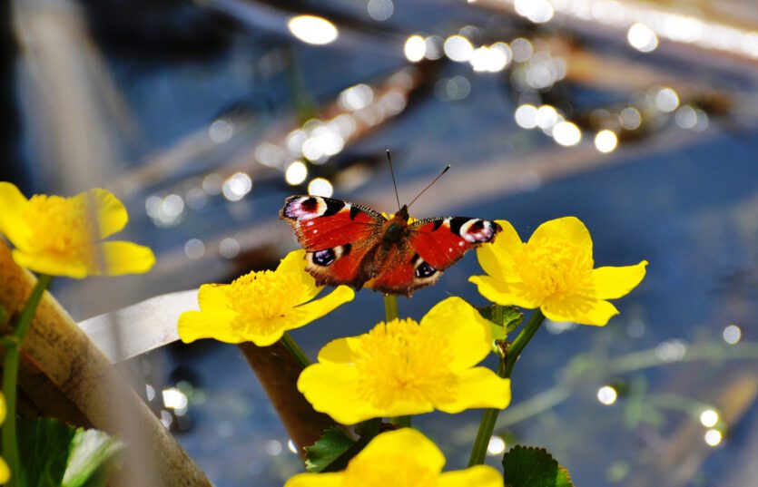 Экскурсия по Беларуси Экологическая тропа «В краю вертлявой камышовки»